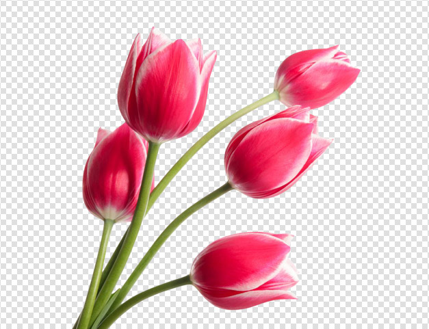 Tulips HD PNG - 119739