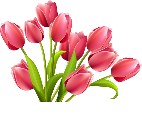 White Tulip PNG Image