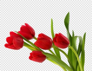 Tulips HD PNG - 119738