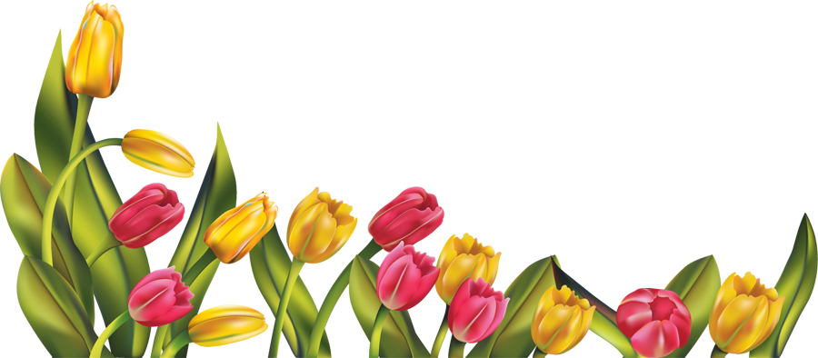 Tulips HD PNG - 119744