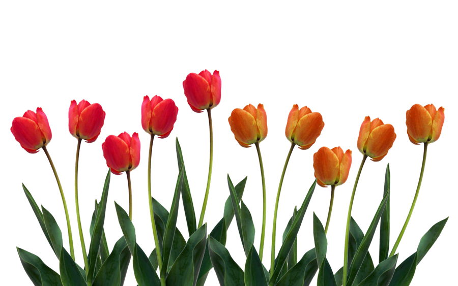 Tulips hd clipart