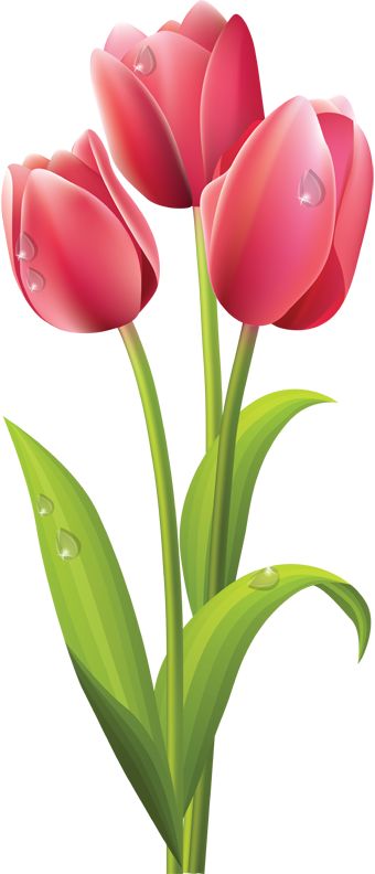 Tulips HD PNG - 119742
