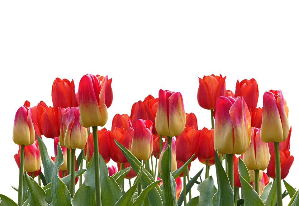 Tulips HD PNG Transparent Tulips HD.PNG Images. | PlusPNG