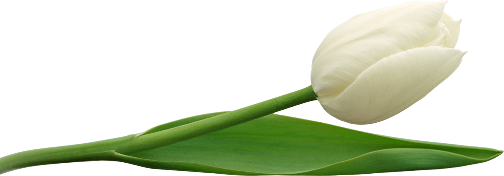 Tulips HD PNG - 119740