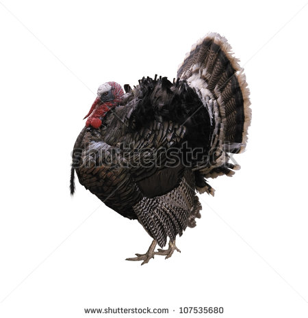 Turkey Bird PNG - 5884