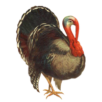 turkey cock isolate on white