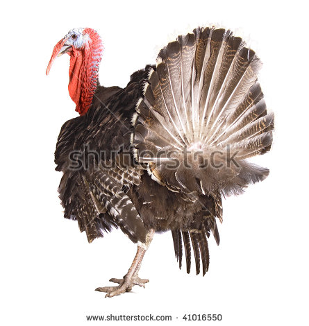 Turkey Bird PNG - 26858