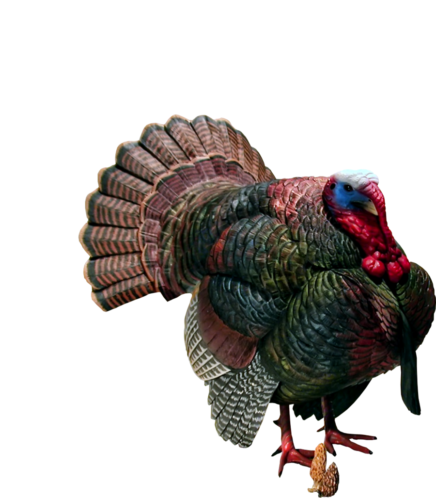 Turkey Bird PNG - 26850