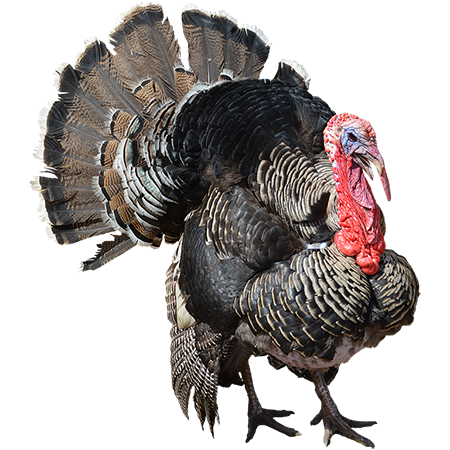 turkey thanksgiving poultry h