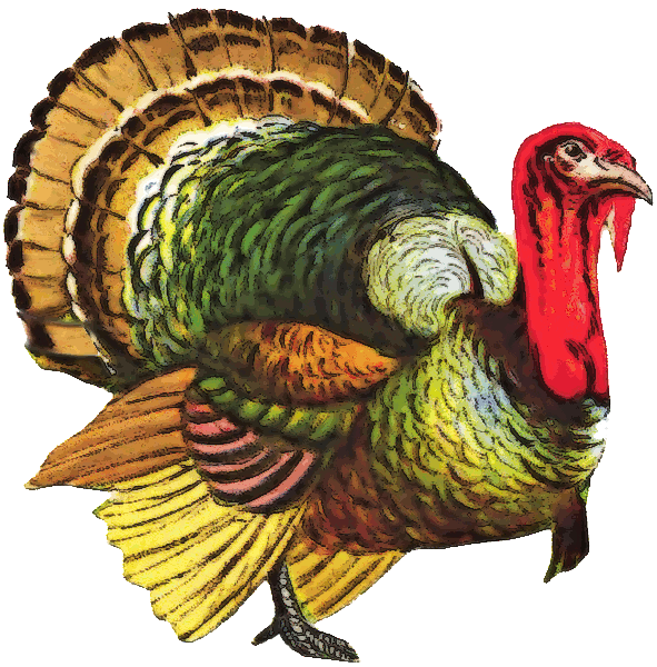 Similar Turkey Bird PNG Image