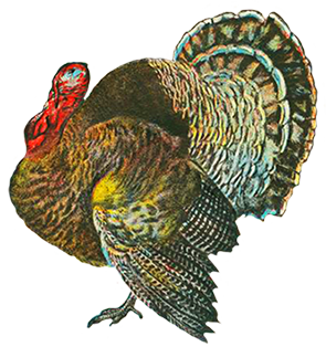 Turkey Bird PNG - 5880