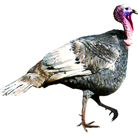 PNG File Name: Turkey PlusPng