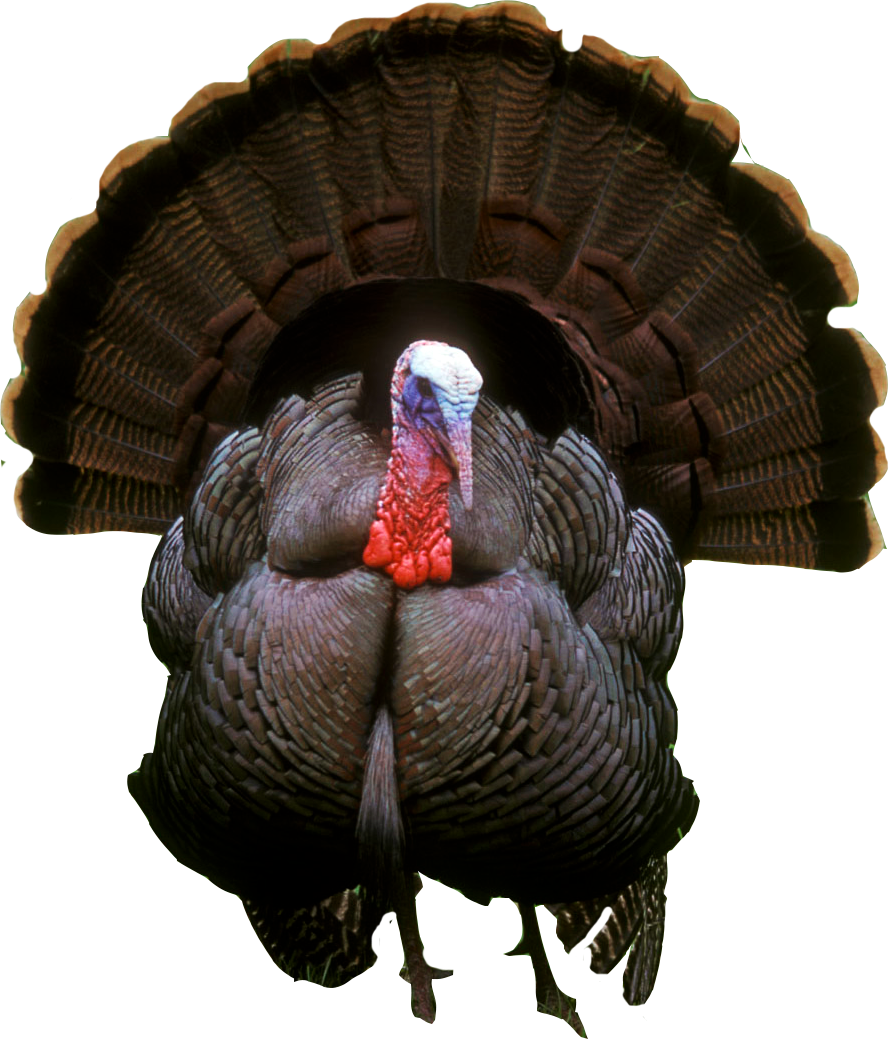 Turkey Bird PNG - 5875