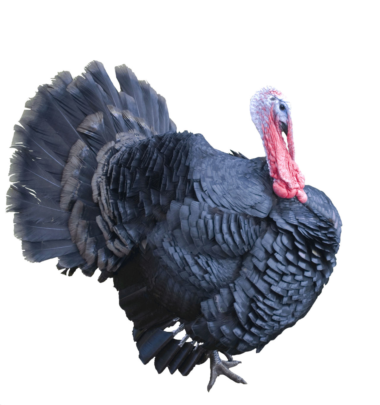 Collection of Turkey PNG. | PlusPNG