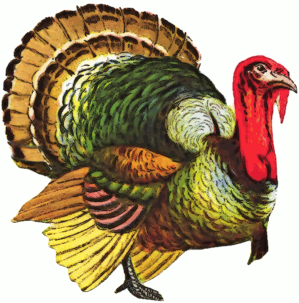 PNG File Name: Turkey PNG Pic