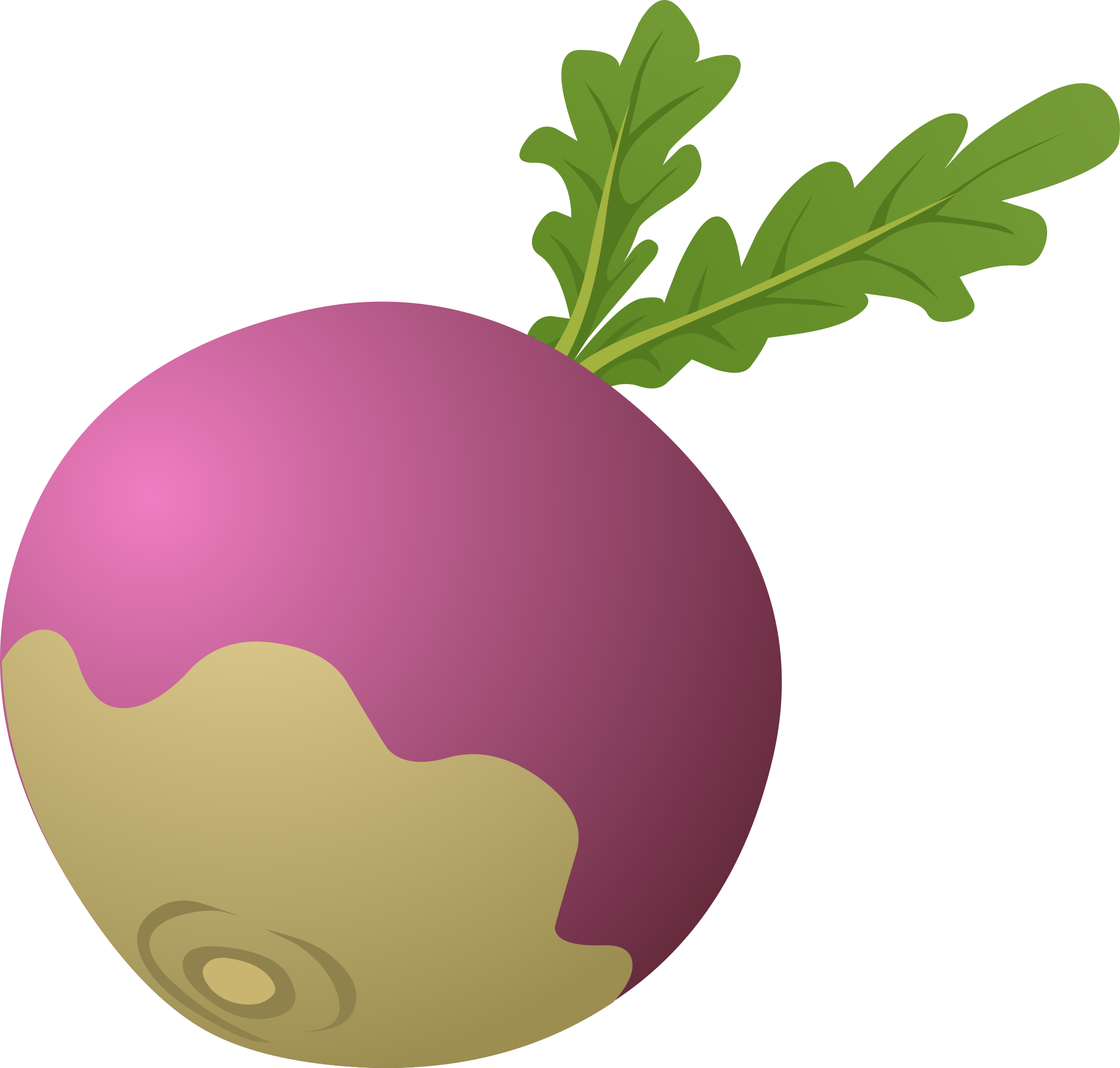 Baby Pink turnips, Brassica r