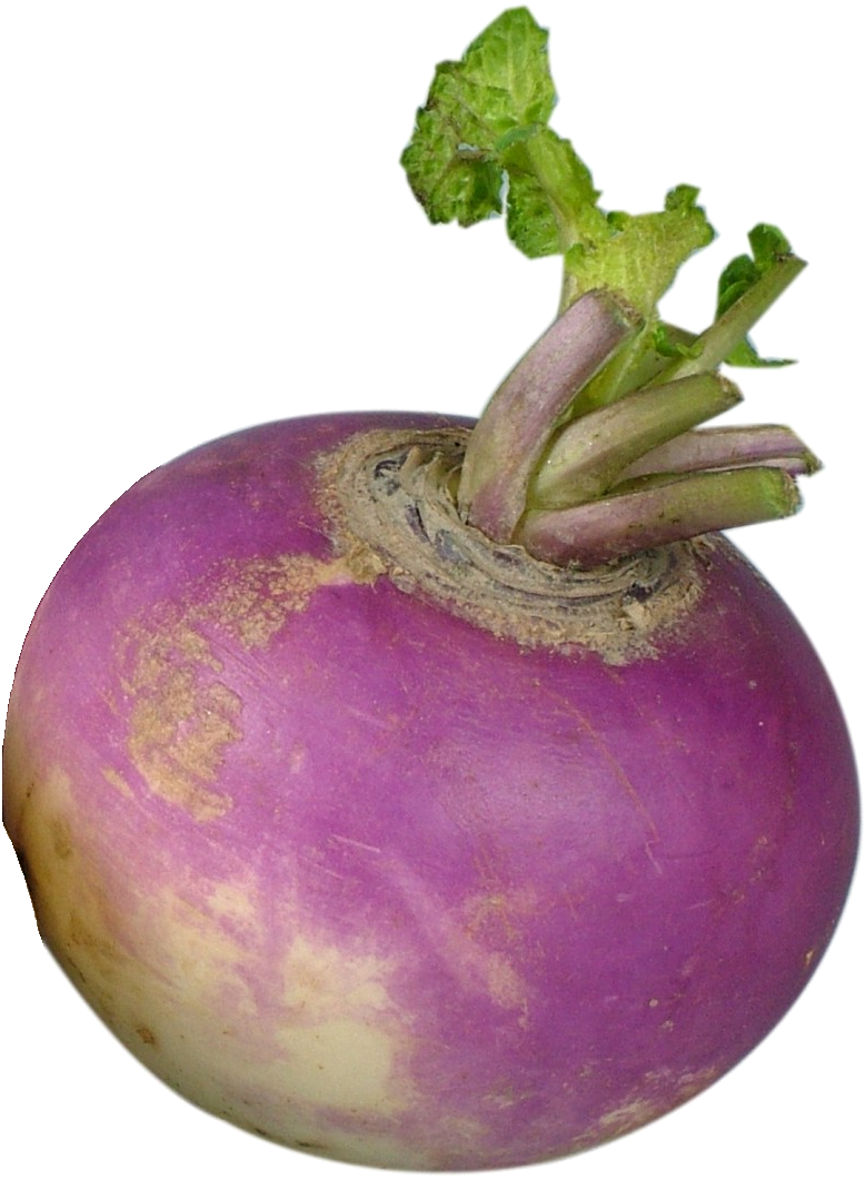 Turnip (गान्टे �