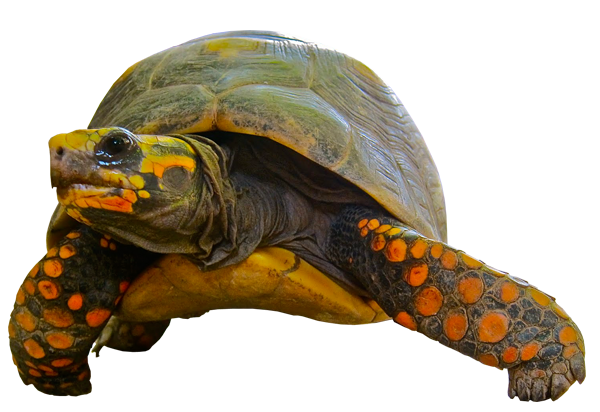 Turtle PNG - 24624