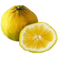 ugli fruit fruit citrus organ