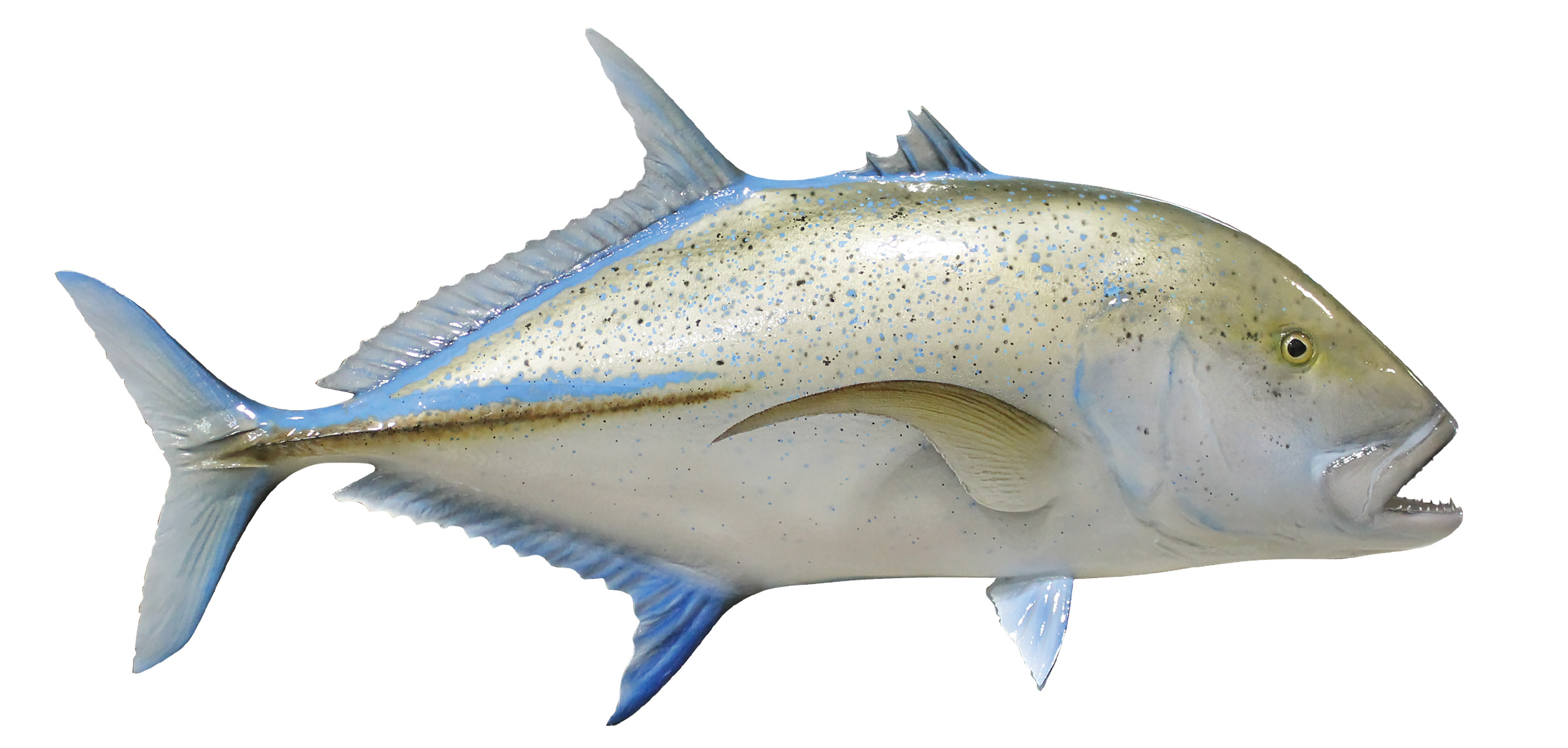 Trevally, bluefin