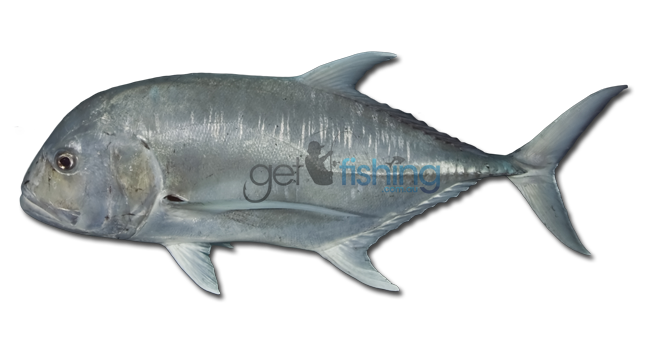 Ulua Fish PNG - 80803