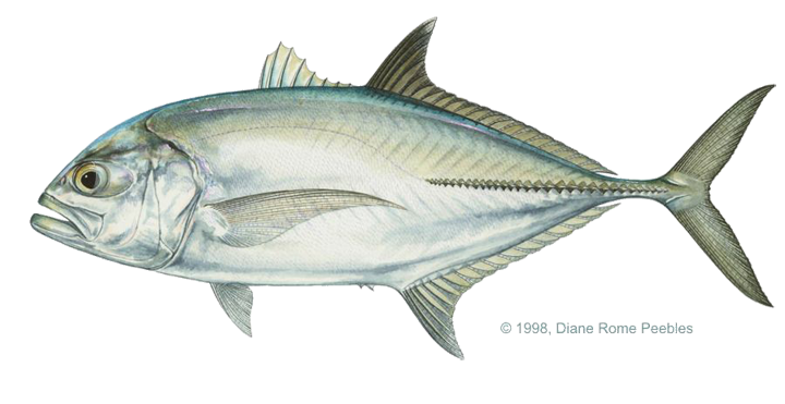 Ulua Fish PNG - 80801