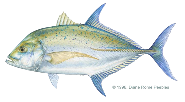 Ulua Fish PNG - 80806