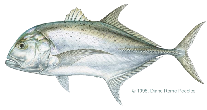 Ulua Fish PNG - 80795