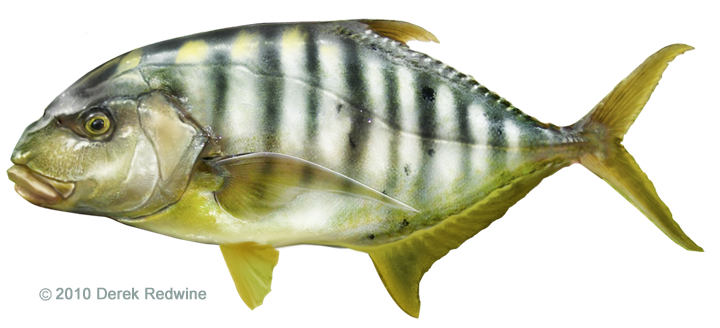 Ulua Fish PNG - 80800