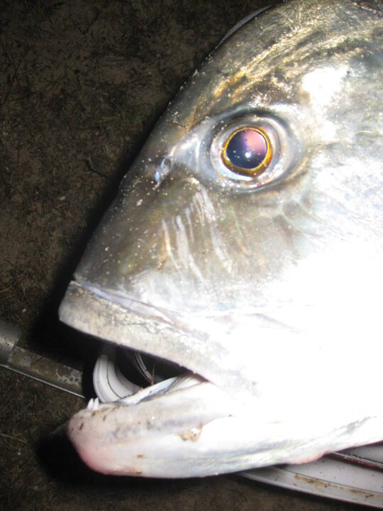 Ulua Fish PNG - 80808