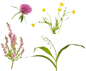 Blume, Löwenzahn, Strauch, U