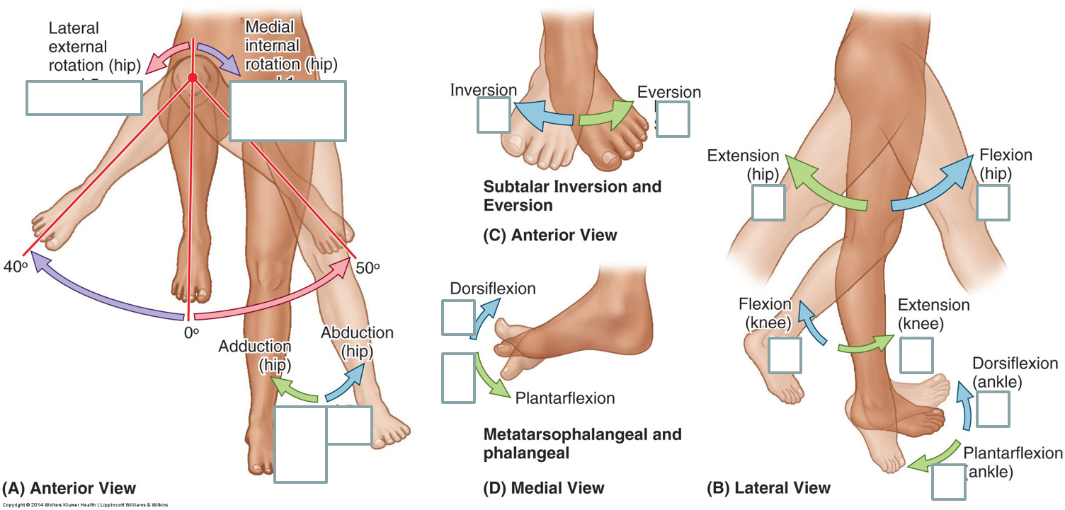 Media internals. L3-l4 большеберцового кости. Ипсилатеральные конечности. Ноги физиология анатомия.