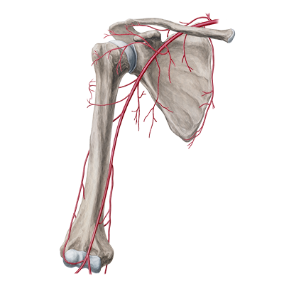 This drawing of the humerus s
