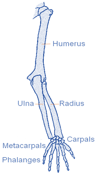 Upper Limbs PNG - 81996