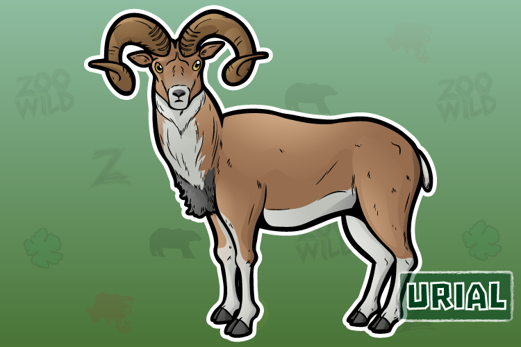 Urial PNG - 80209