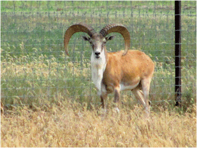 Urial PNG - 80214