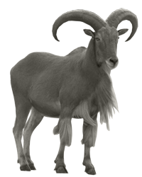 Urial PNG - 80202
