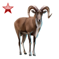 Learn How to Draw a Urial (Wi