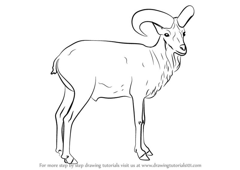 Urial PNG - 80208