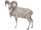 Urial PNG - 80203