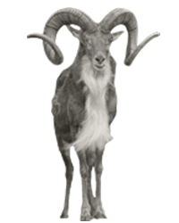Urial PNG - 80200