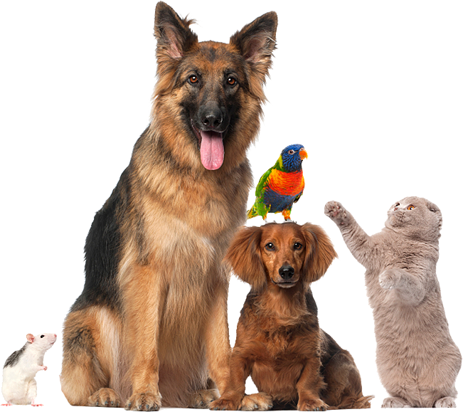 Veterinary clinic Animal Hosp