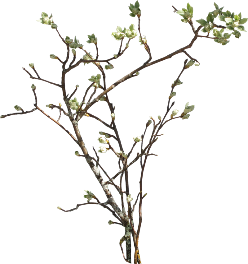 Vine And Branches PNG - 165832