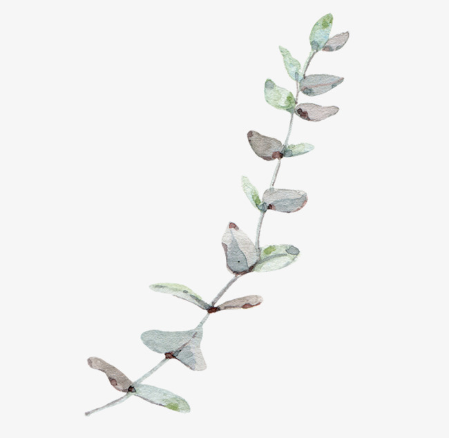 Vine And Branches PNG - 165839