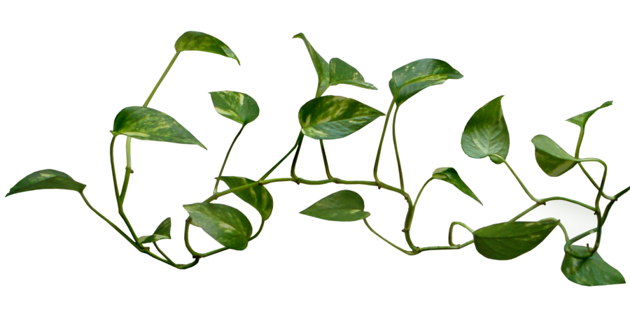 vector plant vine branches, E