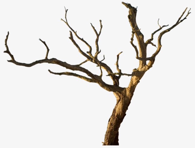 Vine And Branches PNG - 165834