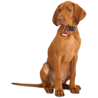 Hungarian Wire Haired Vizsla