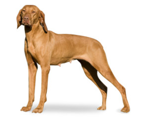 Why choose a Vizsla to be the