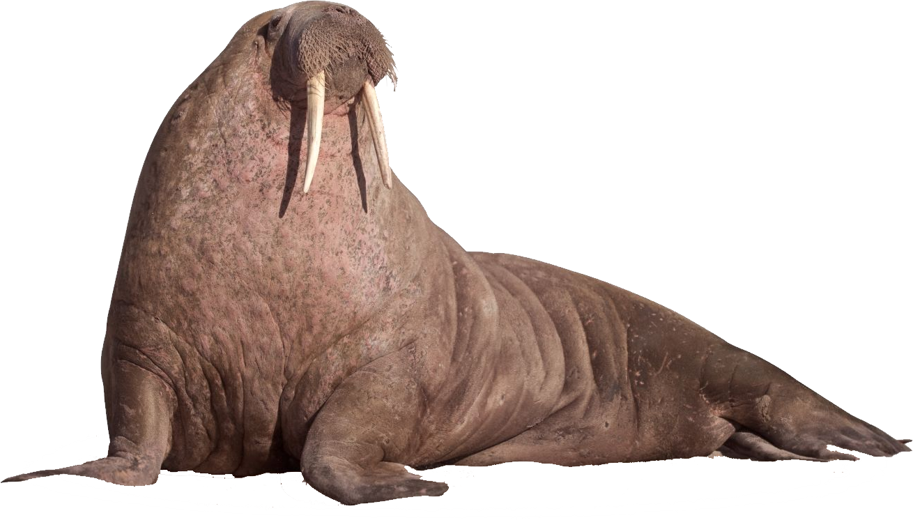 Walrus Clipart - PNG Image #6