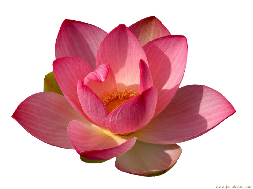 Water Lily PNG - 8197